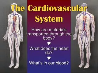 the cardiovascular system