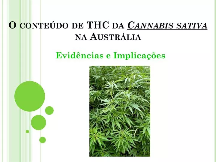 o conte do de thc da cannabis sativa na austr lia