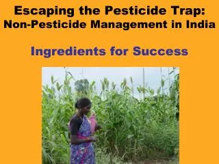 Escaping the Pesticide Trap: Non-Pesticide Management in India Ingredients for Success