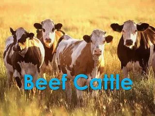 Beef Cattle