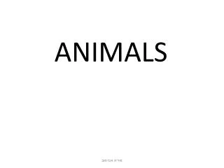animals