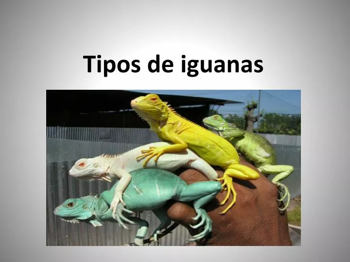 tipos de iguanas