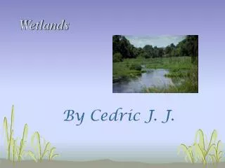 Wetlands