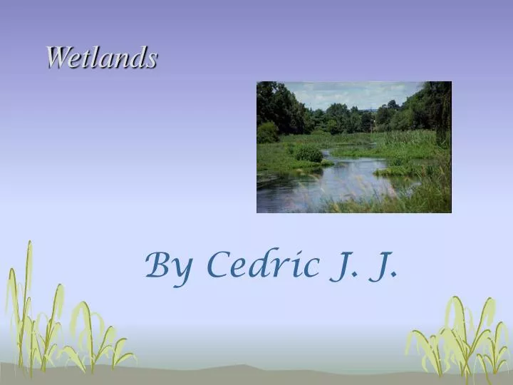 wetlands