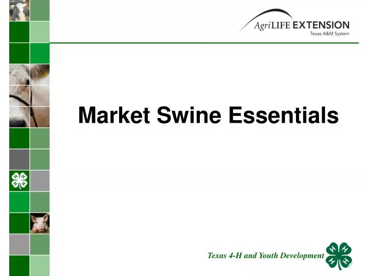 market swine essentials