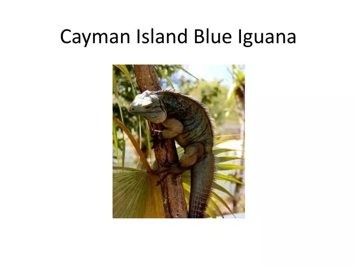 cayman island blue iguana