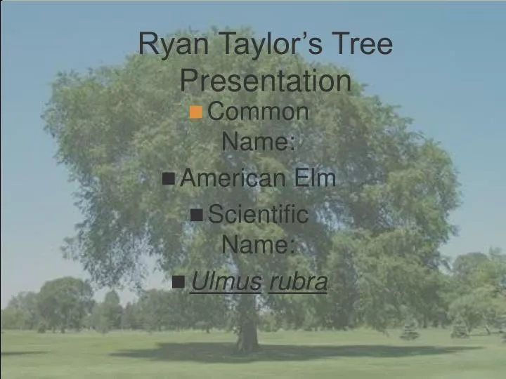 ryan taylor s tree presentation