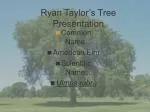 Exploring the American Elm: Characteristics, Ecology, and Economic Importance - slide 1