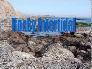 Rocky Intertidal