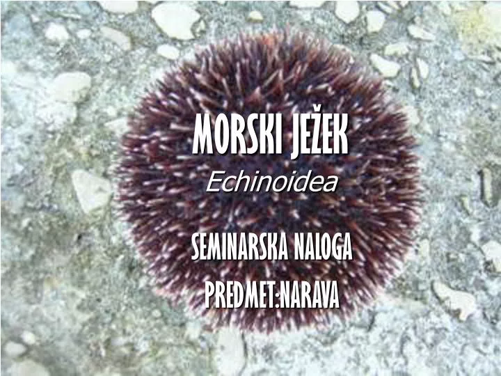 morski je ek echinoidea