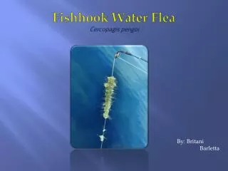 Fishhook Water Flea Cercopagis pengoi