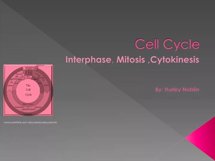 cell cycle