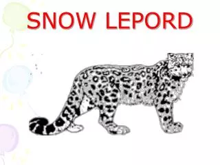 SNOW LEPORD