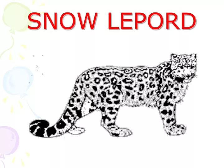 snow lepord