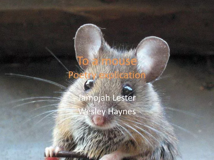 to a mouse poetry explication