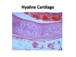 Hyaline Cartilage - slide 1