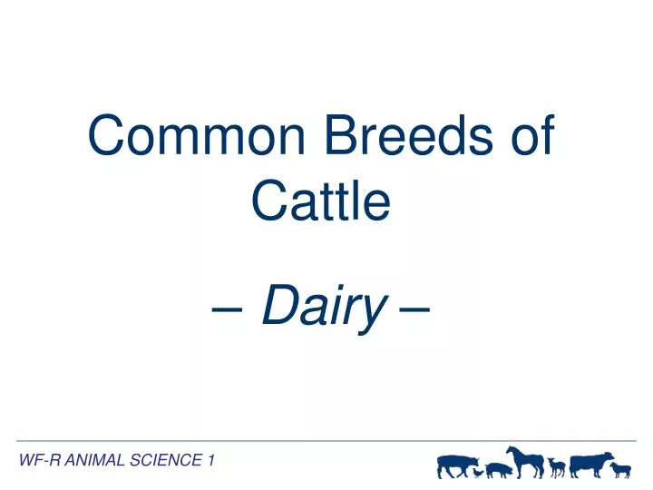 common breeds of cattle dairy