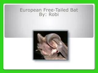 European Free-Tailed Bat By: Robi