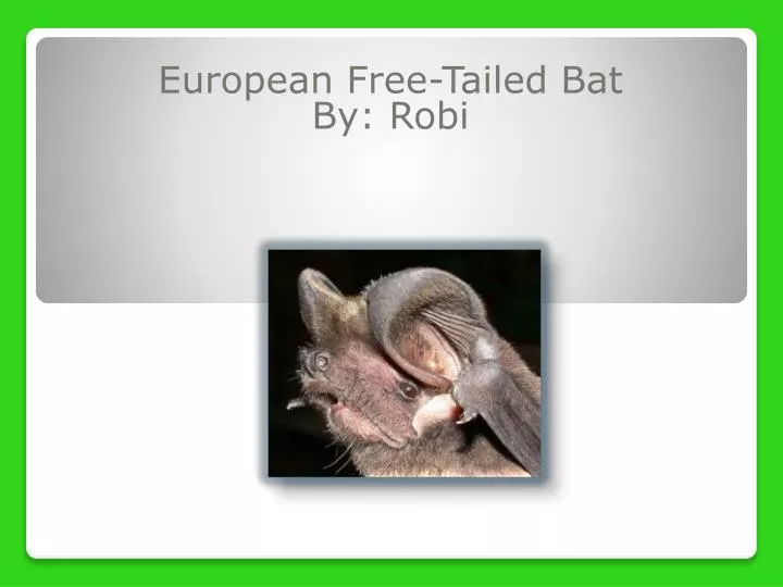 european free tailed bat by robi