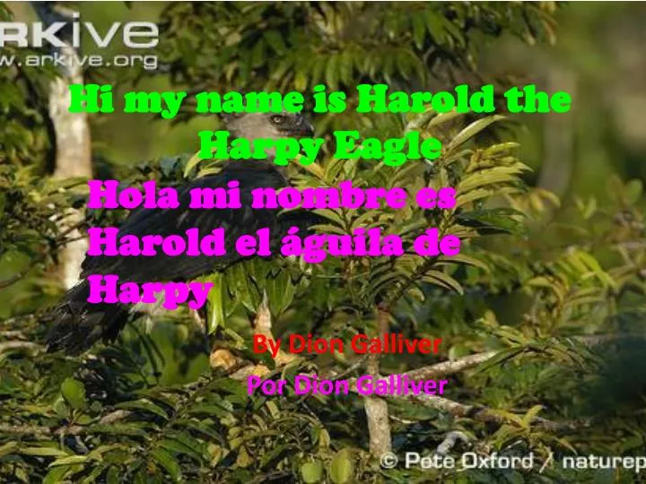 hi my name is harold the harpy eagle