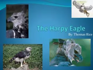 The Harpy Eagle