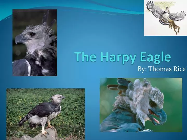 the harpy eagle