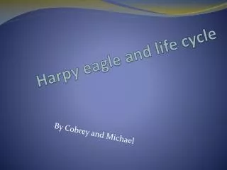 Harpy eagle and life cycle