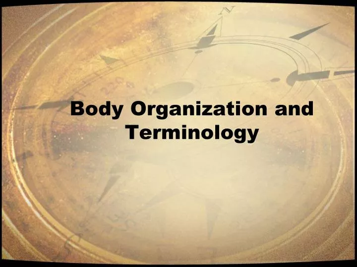 body organization and terminology