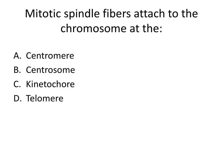 mitotic spindle fibers attach to the chromosome at the