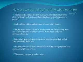 How are wine grapes grown and what are there uses?