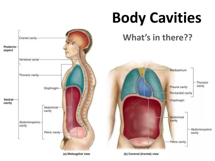 body cavities