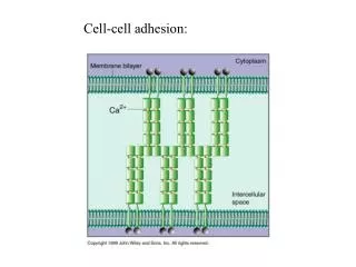 Cell-cell adhesion: