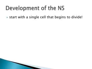 Development of the NS