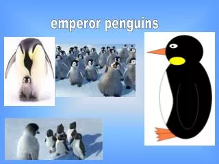 emperor penguins