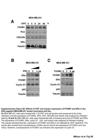 Supplementary Figure S6. Effects of OHT and ectopic expression of FOXM1 and ERα in the