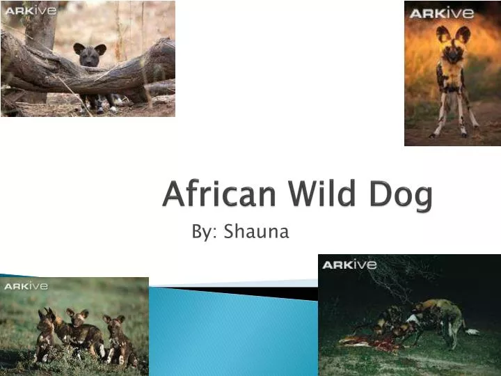 african wild dog