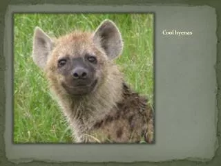 Cool hyenas