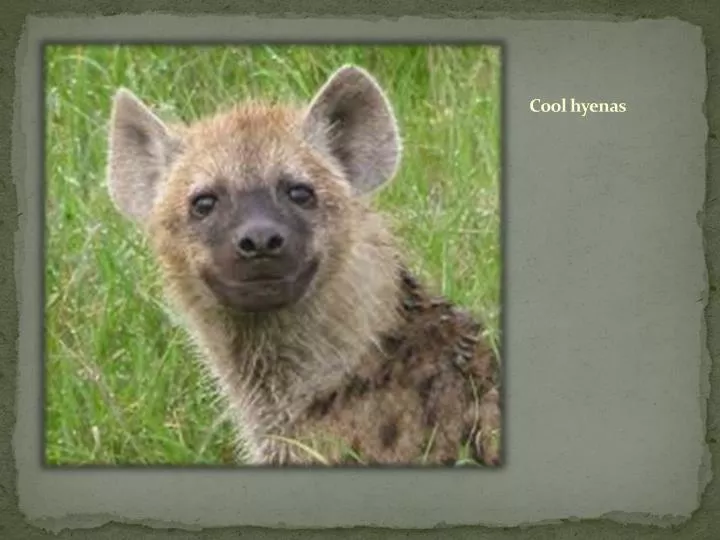 cool hyenas