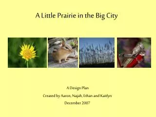 A Little Prairie in the Big City