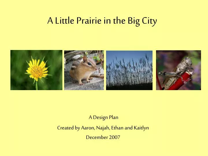 a little prairie in the big city