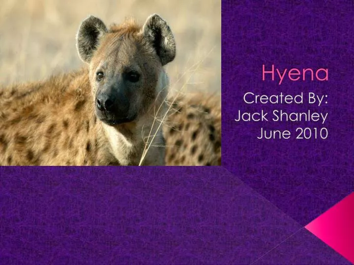 hyena