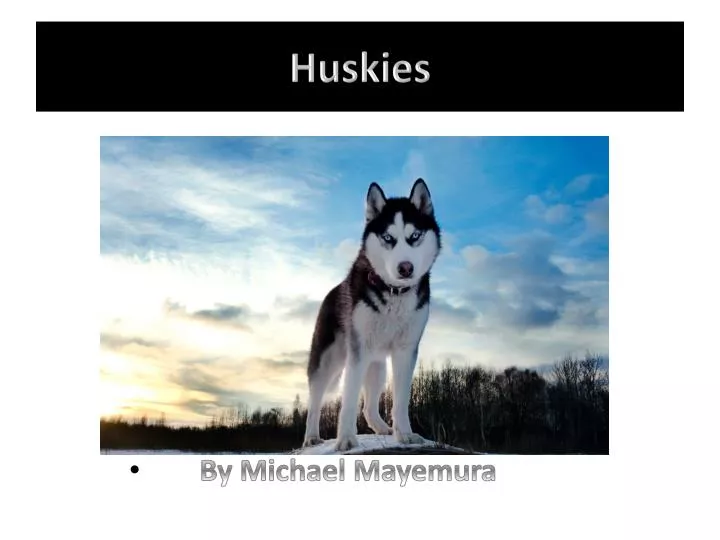 huskies