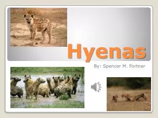 Hyenas