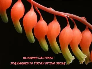 Blooming Cactuses Forwarded to you by Studio Oscar