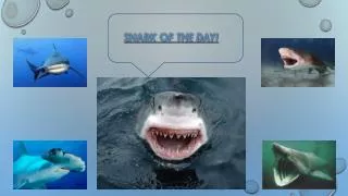 SHARK OF THE DAY!