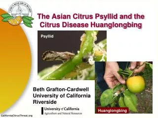 The Asian Citrus Psyllid and the Citrus Disease Huanglongbing