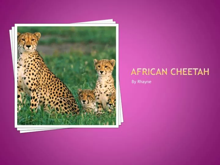 african cheetah