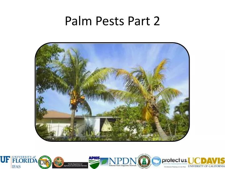 palm pests part 2