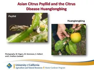 Asian Citrus Psyllid and the Citrus Disease Huanglongbing