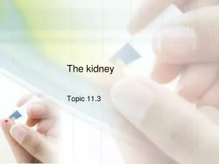 The kidney